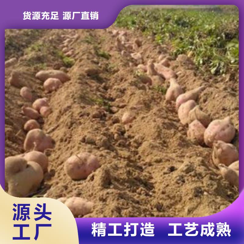 乐农食品有限公司济薯值得信赖本地供应商