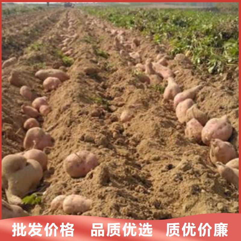 济薯全国销售点