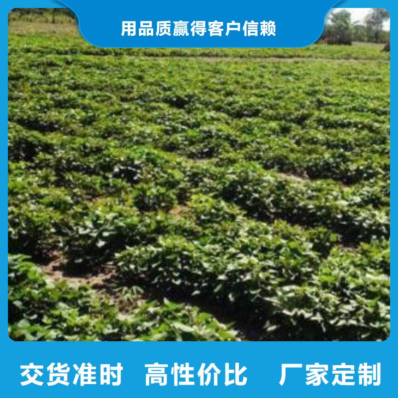 别找了，您要的济薯都在这