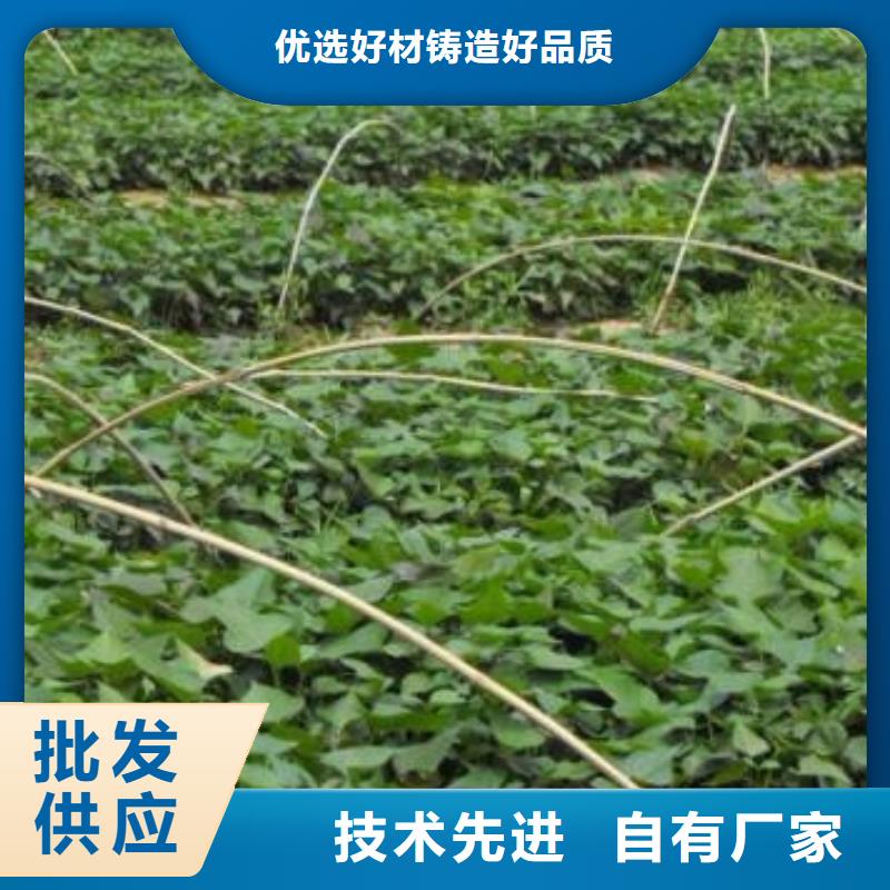 济薯26优质供应商适用场景