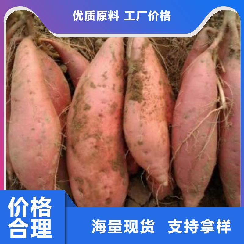 定做济薯的基地