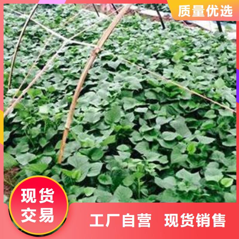 質優價廉的濟薯26銷售廠家