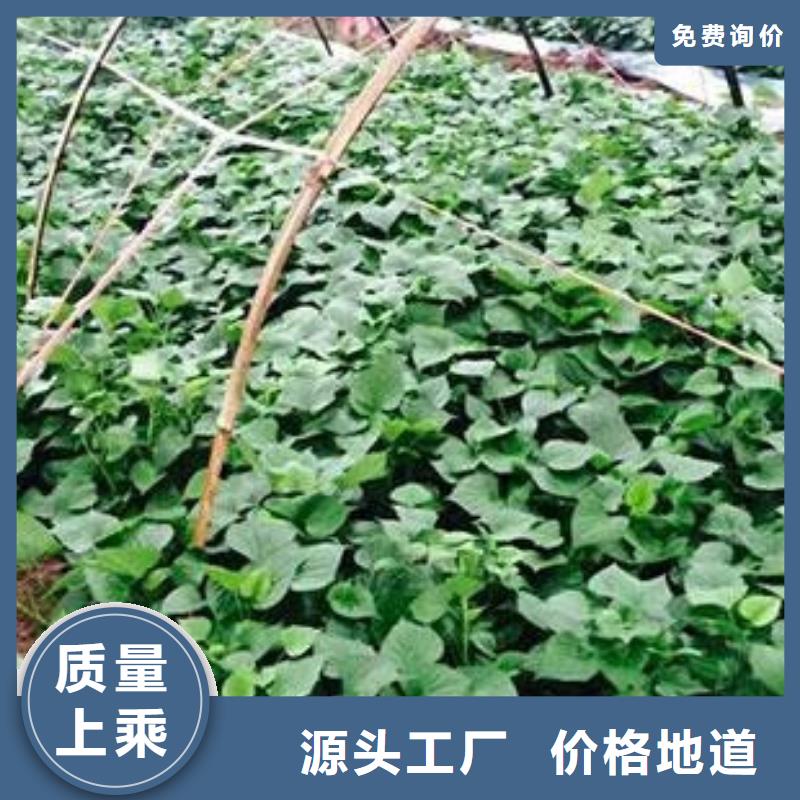 济薯还是我们品质好