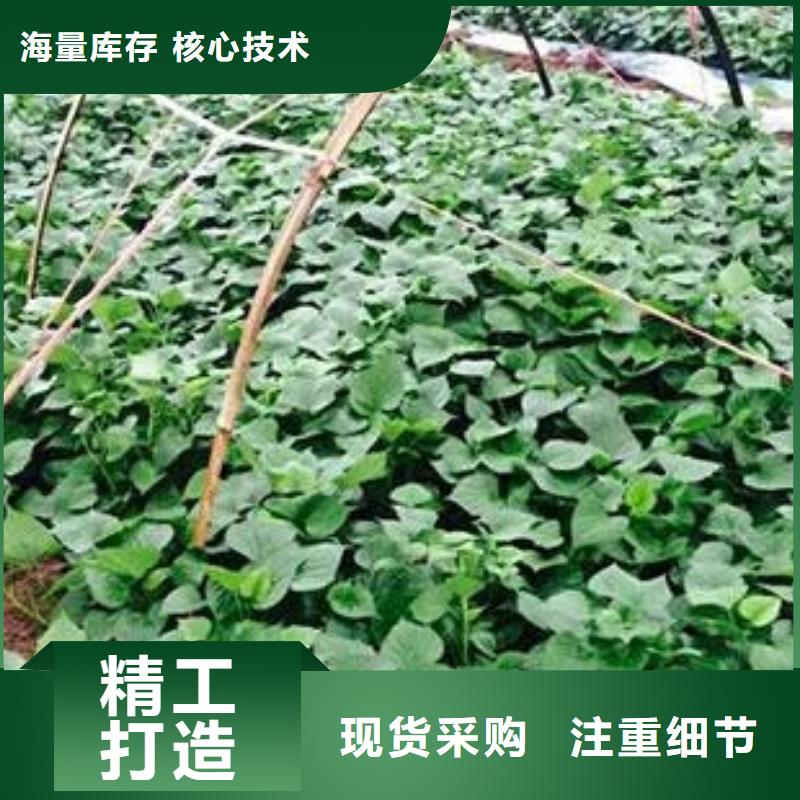 服务周到的济薯销售厂家