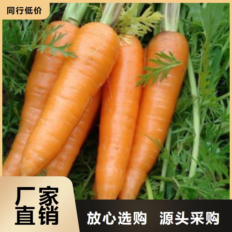 胡萝卜粉-可送货上门