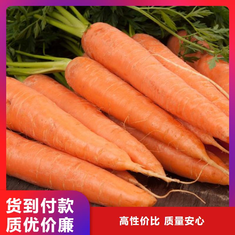 定制胡萝卜粉的生产厂家