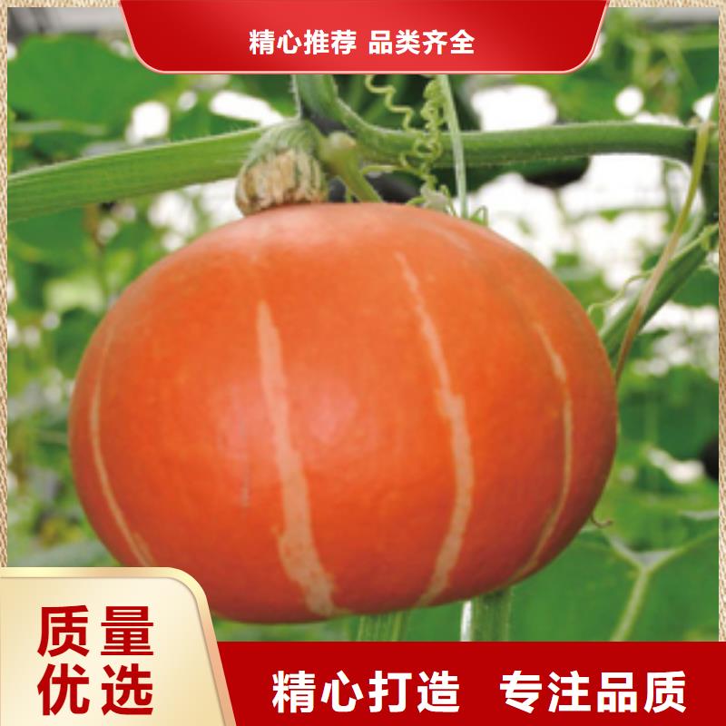 南瓜粉厂家、报价实力工厂