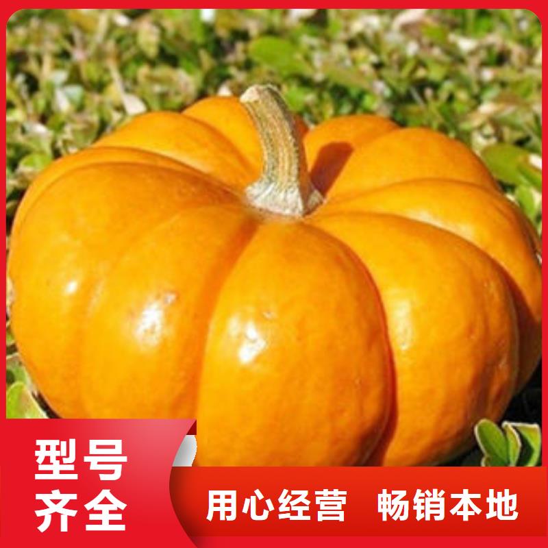 南瓜丁生产公司