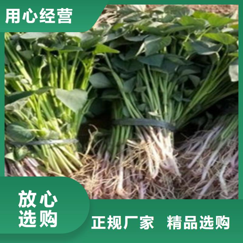 紫薯苗生产厂家_厂家直销