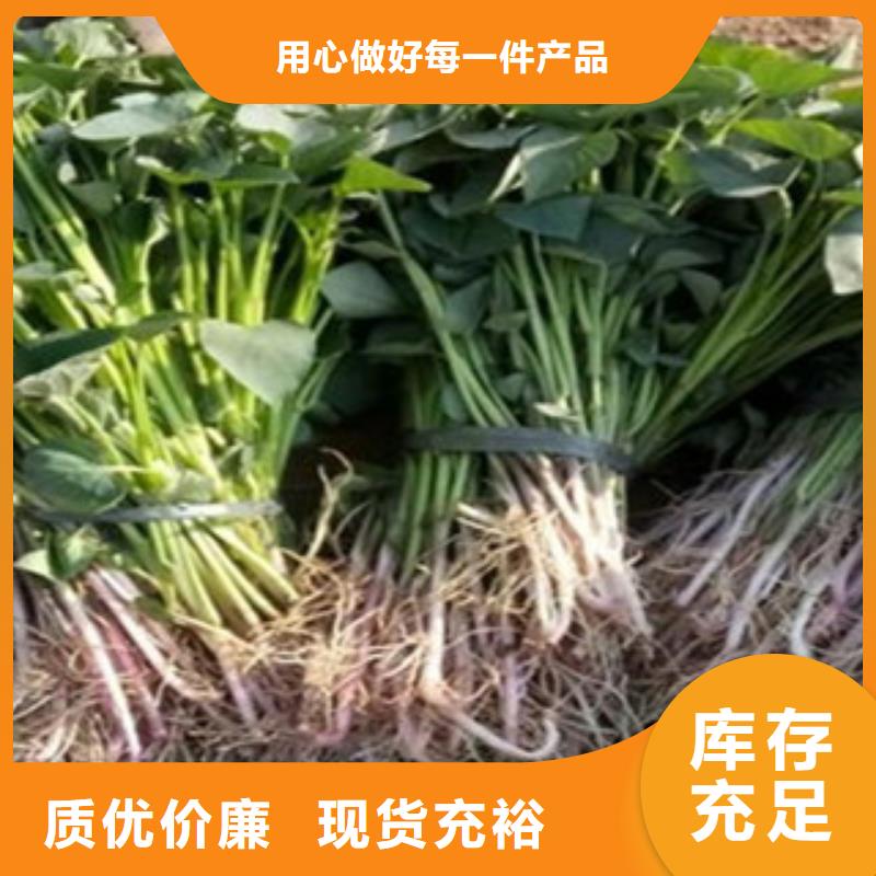 常年供应紫薯苗-优质厂家