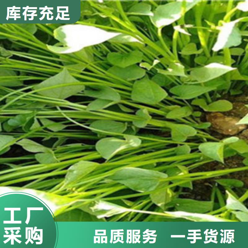 紫薯苗品牌-厂家