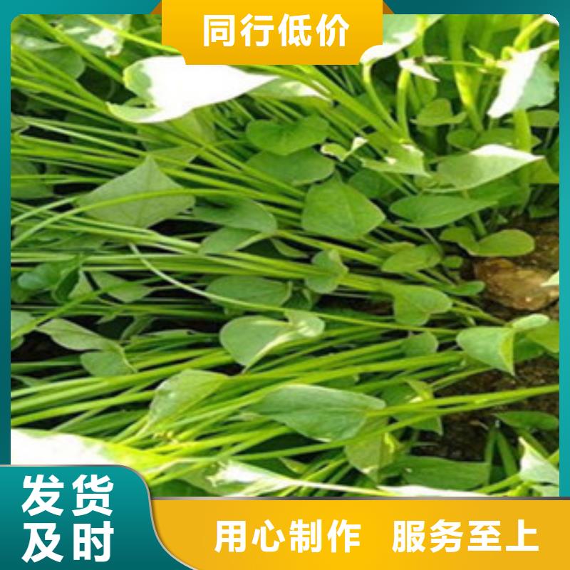 常年供应紫薯苗-口碑好同城生产商
