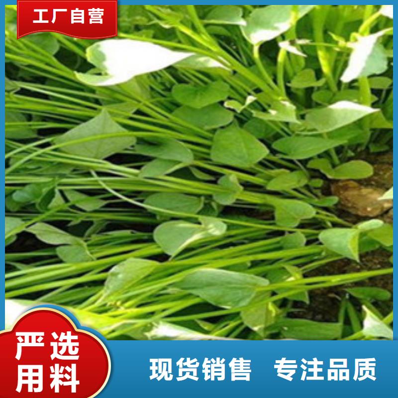 定做紫薯苗的厂家量大从优