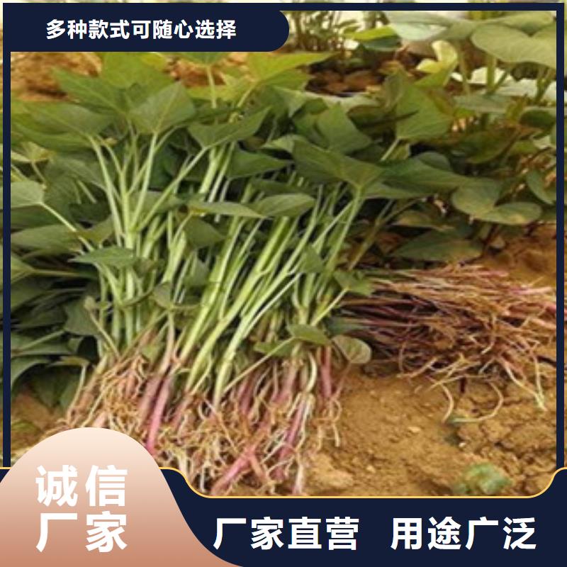 紫薯苗随时询价细节之处更加用心
