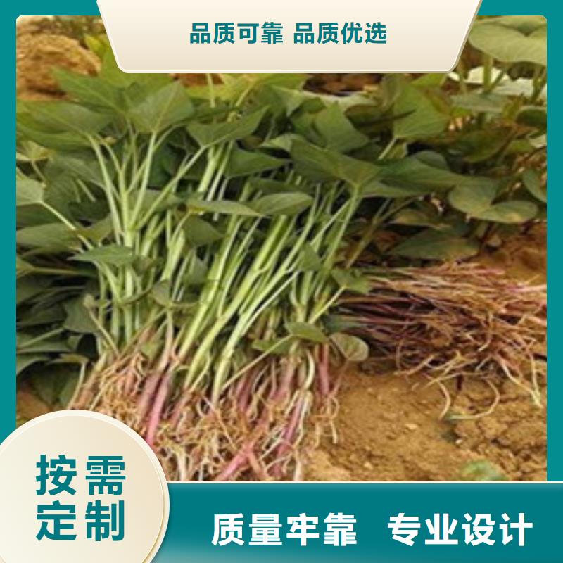 省心：紫薯苗生产厂家