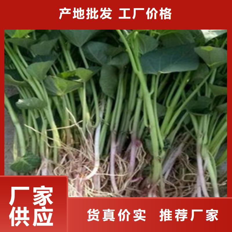 紫薯苗定制-紫薯苗厂家