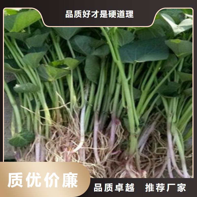 紫薯苗正规厂家生产货源充足