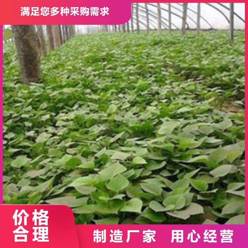 紫薯苗品牌保证