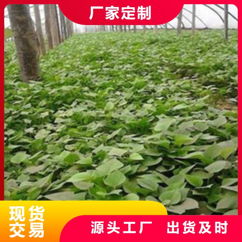 口碑好的紫薯苗批发商