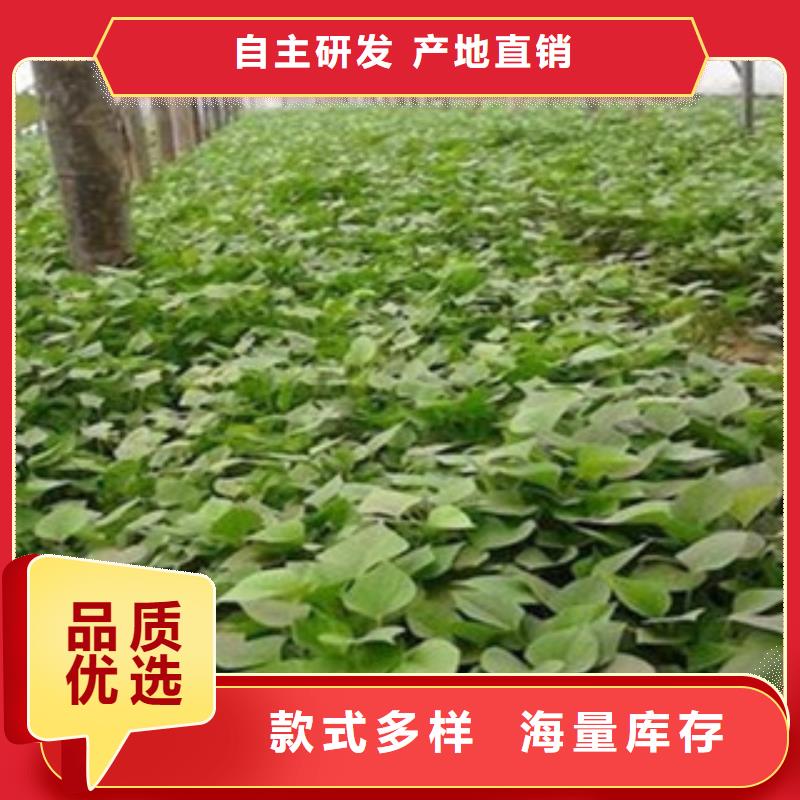 紫薯苗工艺先进精品选购