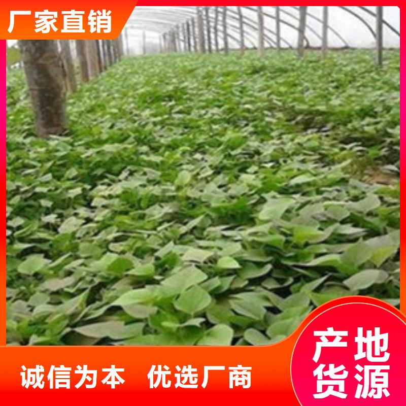 省心：紫薯苗生产厂家