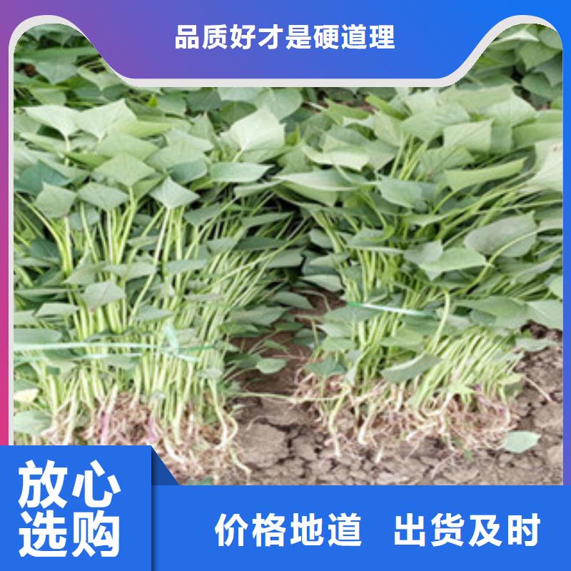 紫薯苗_[乐农食品有限公司]真材实料诚信经营