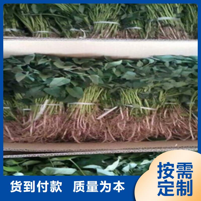 紫薯苗定制-紫薯苗厂家