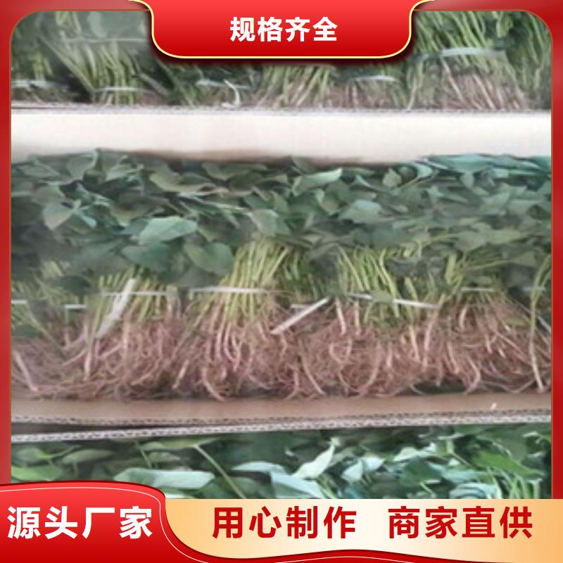 ##紫薯苗源头厂家##有限集团源头厂家供应