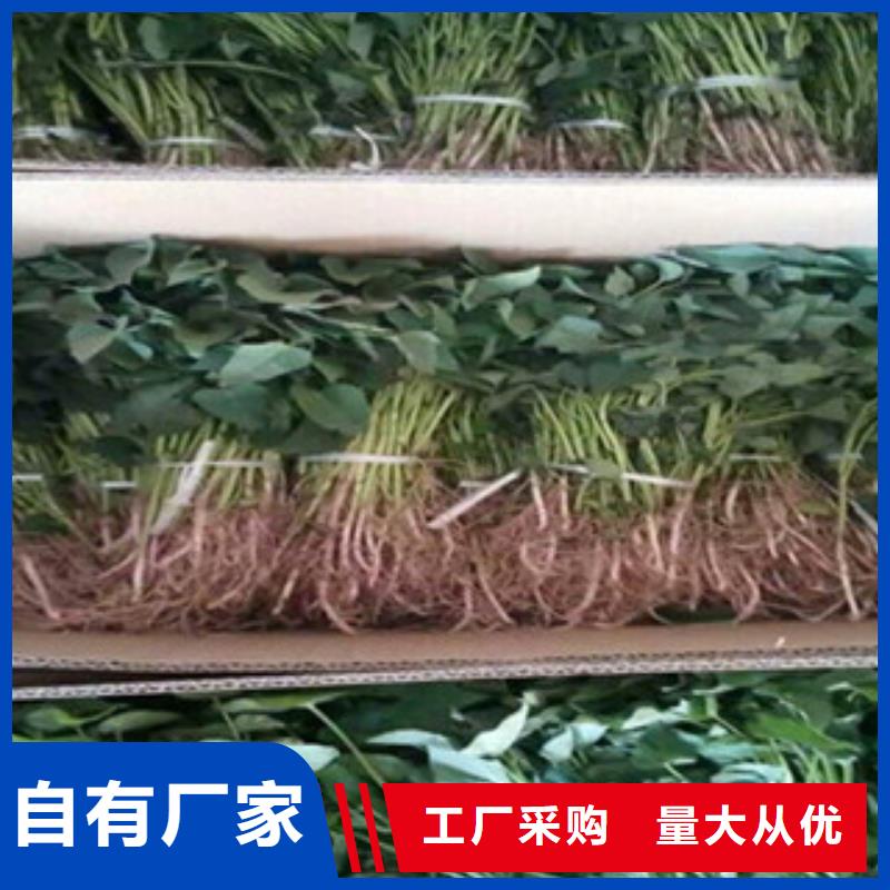 紫薯苗厂家图片