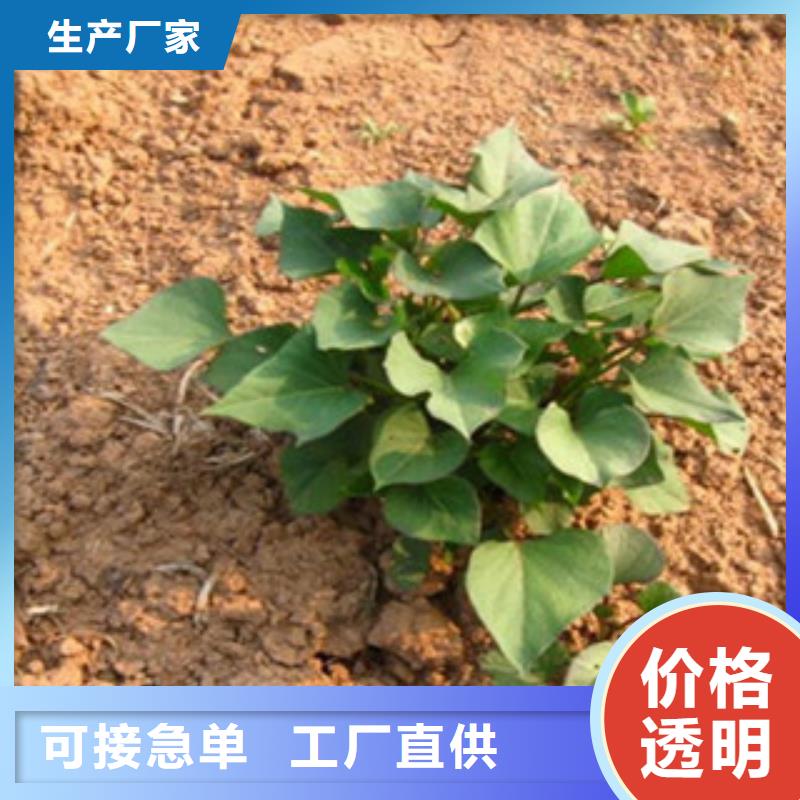 本地紫薯苗生产厂家