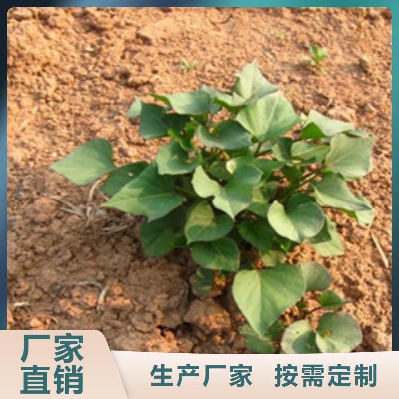 紫薯苗品牌-厂家