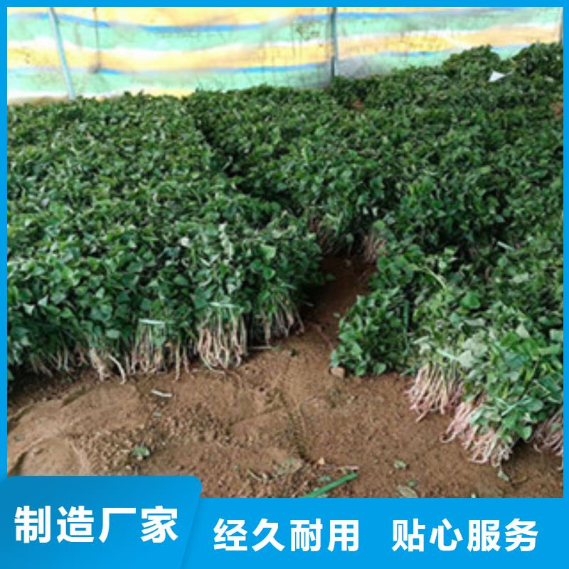 紫薯苗厂家低价走货同城制造商