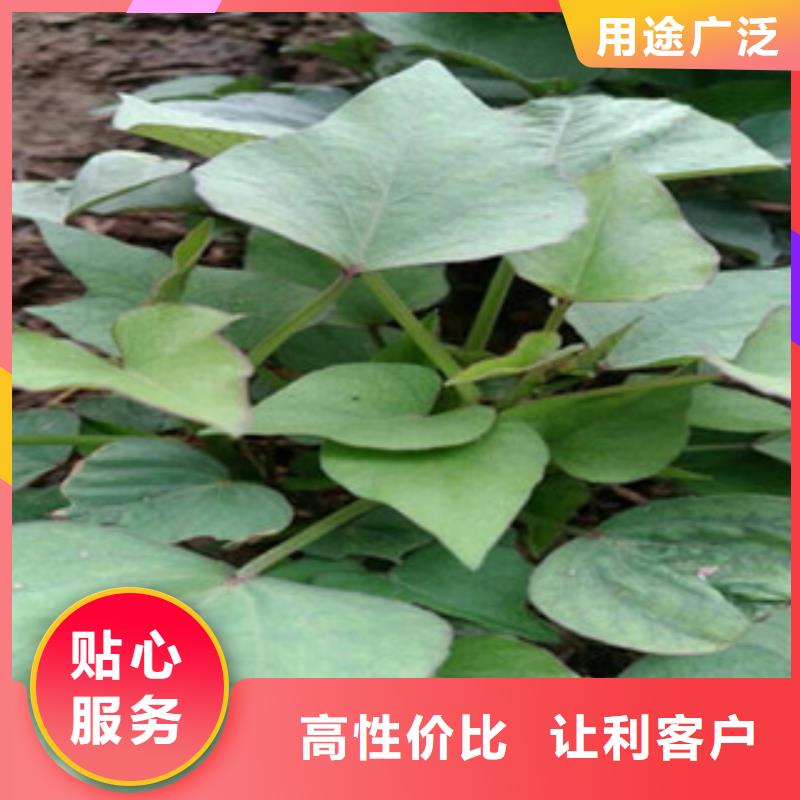 紫薯苗品牌保证