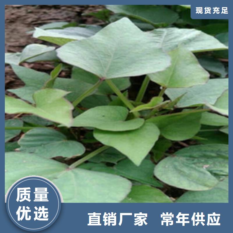 紫薯苗-多年大厂