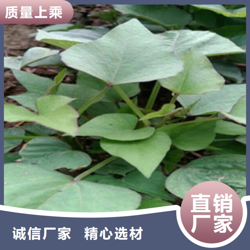定制紫薯苗的当地厂家本地货源