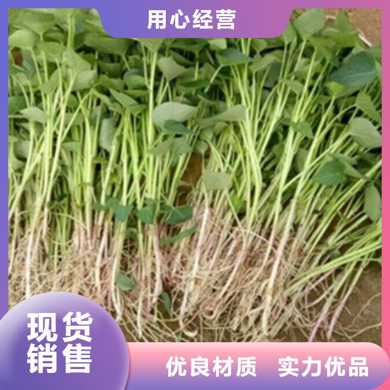 紫薯苗-实力厂家质量检测