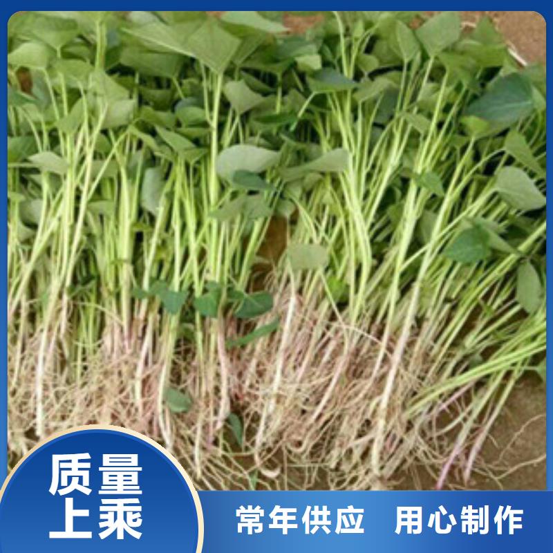 紫薯苗货到付款拥有多家成功案例