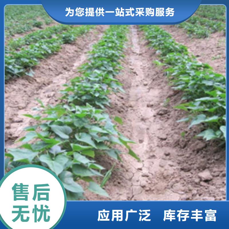 #紫薯苗#-质优价廉