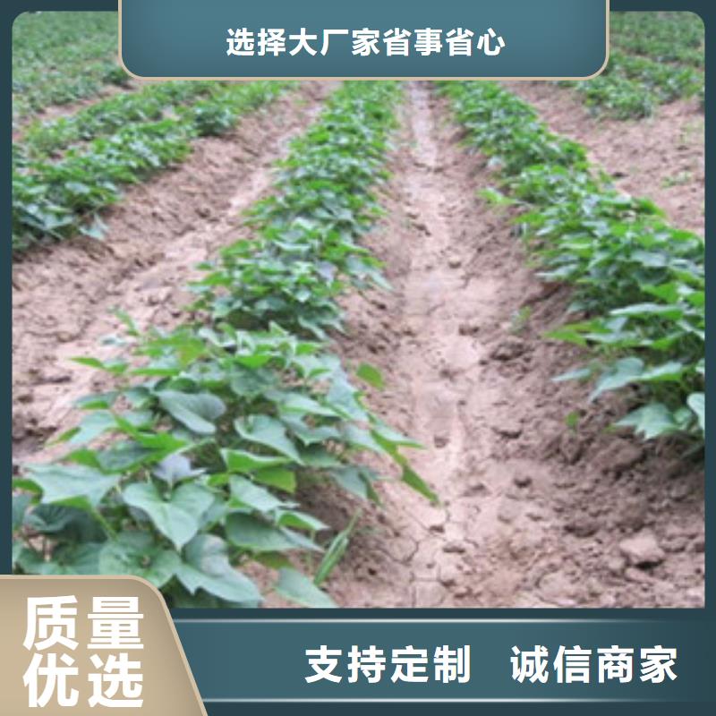 紫薯苗厂家低价出货海量库存