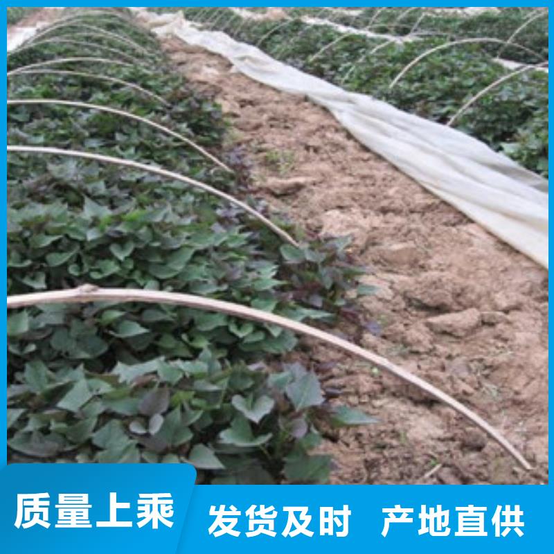 供应批发紫薯苗-放心