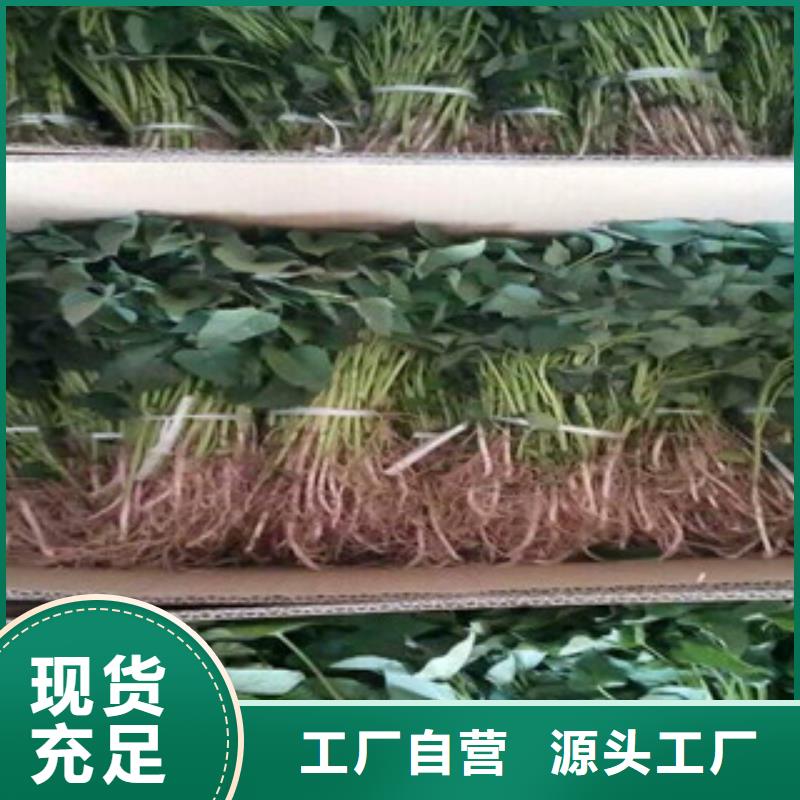 批发紫薯苗的销售厂家