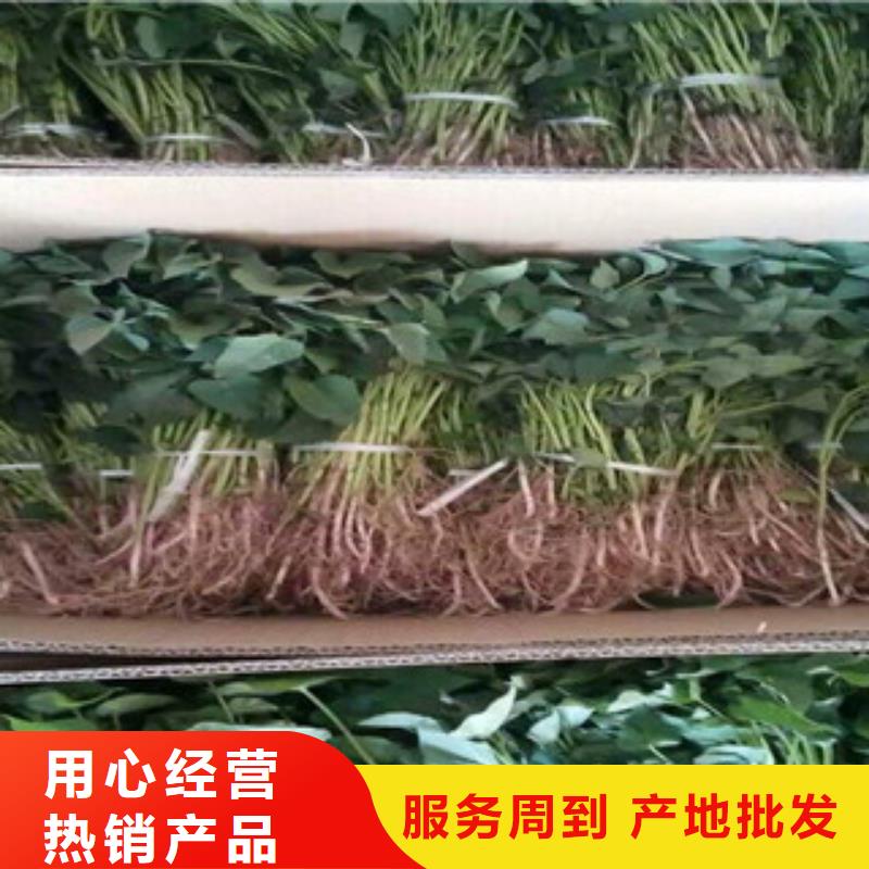 紫薯苗价格-生产厂家