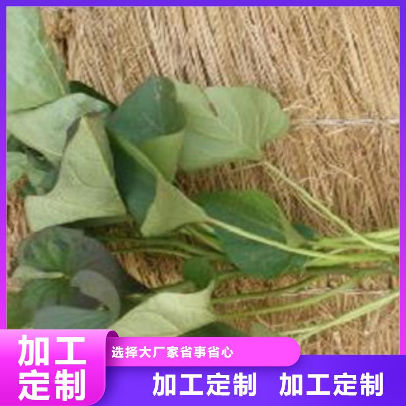 发货及时的紫薯苗供货商规格齐全
