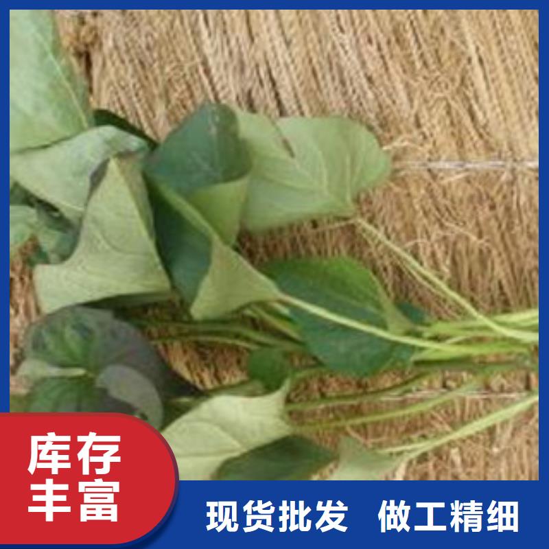 紫薯苗让利促销