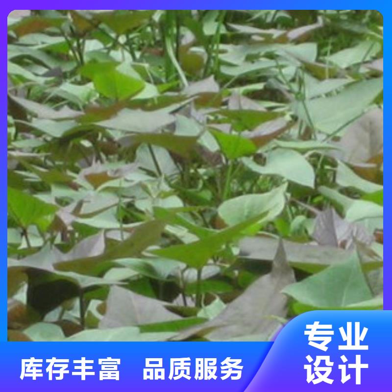 规格全的紫薯苗生产厂家