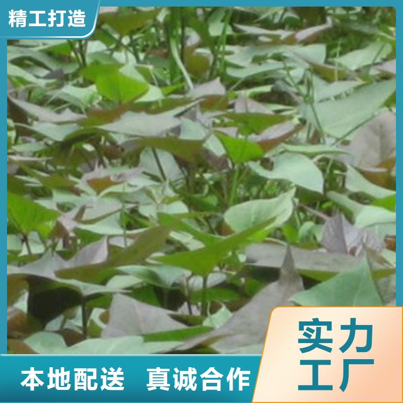 紫薯苗生产定做同城经销商