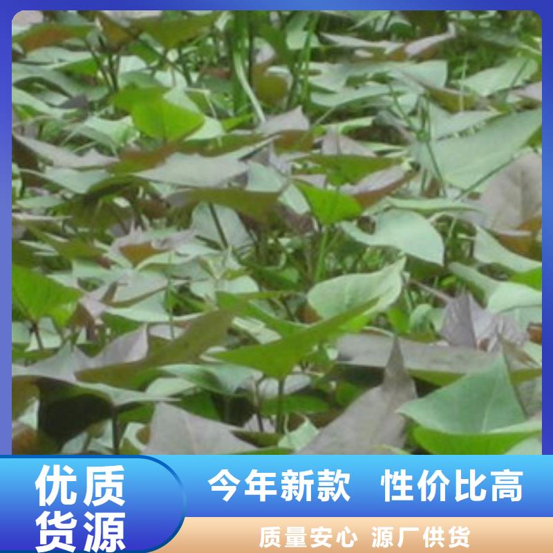 供应批发紫薯苗-省心品质服务诚信为本