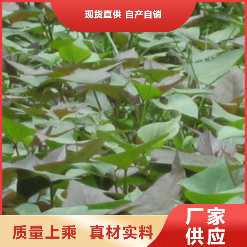 紫薯苗厂家批发