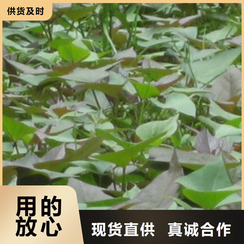 紫薯苗-值得信任