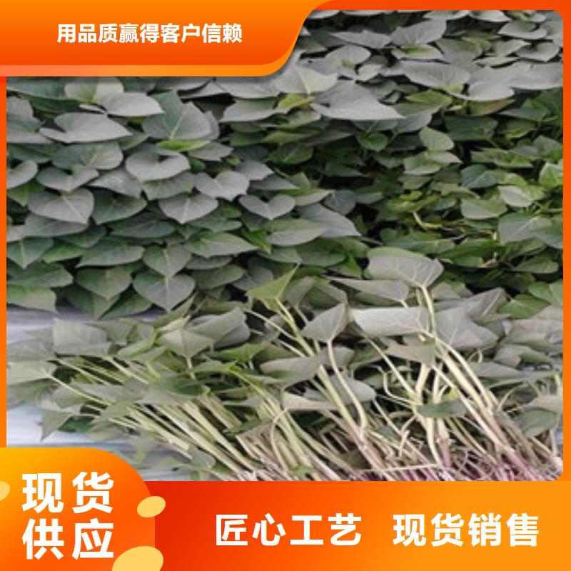 紫薯苗咨询品质做服务
